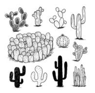 cactus collection Vector illustration