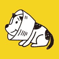 doodle dog collar N4