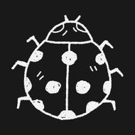 Ladybug doodle N9