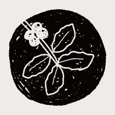 coffee bean fruit doodle N3