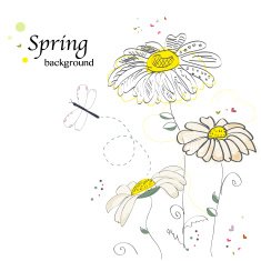 Romantic daisy flower greeting card vector