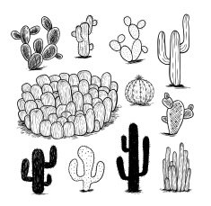 cactus collection Vector illustration