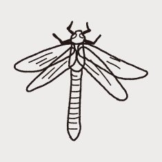 Dragonfly doodle N3