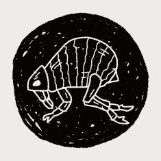 Flea doodle N5