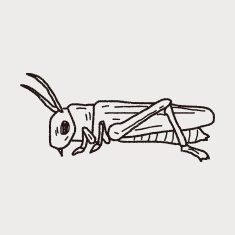 grasshopper doodle N6