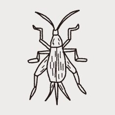 insect doodle N25
