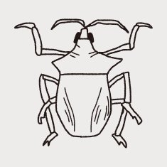 insect doodle N26