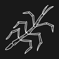 Stick insect doodle N4