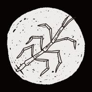 Stick insect doodle N5