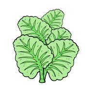 cartoon cabbage leaves N2