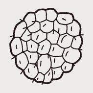 Custard apple doodle N4