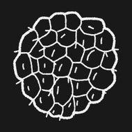 Custard apple doodle N6