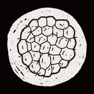 Custard apple doodle N8