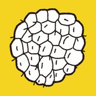Custard apple doodle N10