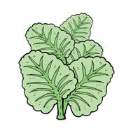 cartoon cabbage leaves N3