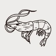 shrimp doodle N4