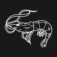 shrimp doodle N5