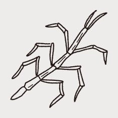 Stick insect doodle N3