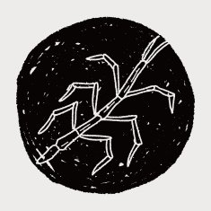 Stick insect doodle N6