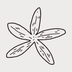 Starfish doodle N6