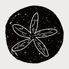Starfish doodle N12