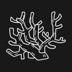 Coral doodle N4