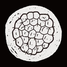 Custard apple doodle N8