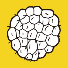Custard apple doodle N10