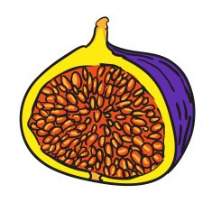 fig hand drawn fruits isolated vector