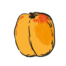 apricot - hand drawn fruits isolated vector
