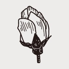 Flower doodle N151