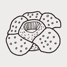 Flower doodle N169