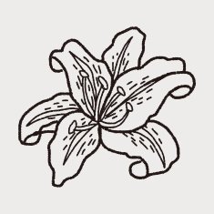 Flower doodle N173