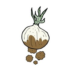 cartoon organic onion N7