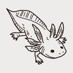 salamander doodle N3