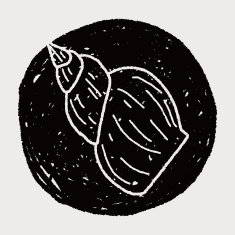 Shell doodle N38