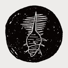 Shell doodle N41