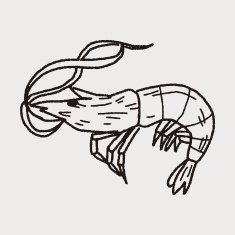 shrimp doodle N4