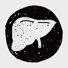 Liver doodle N4