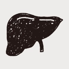 Liver doodle N5