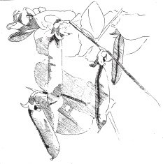 Pea Plant