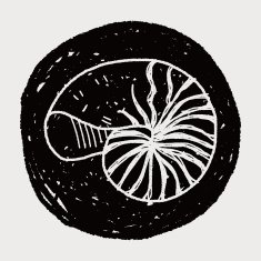 Shell doodle N51