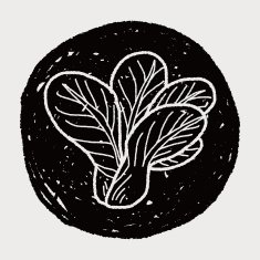 Cabbage doodle N34