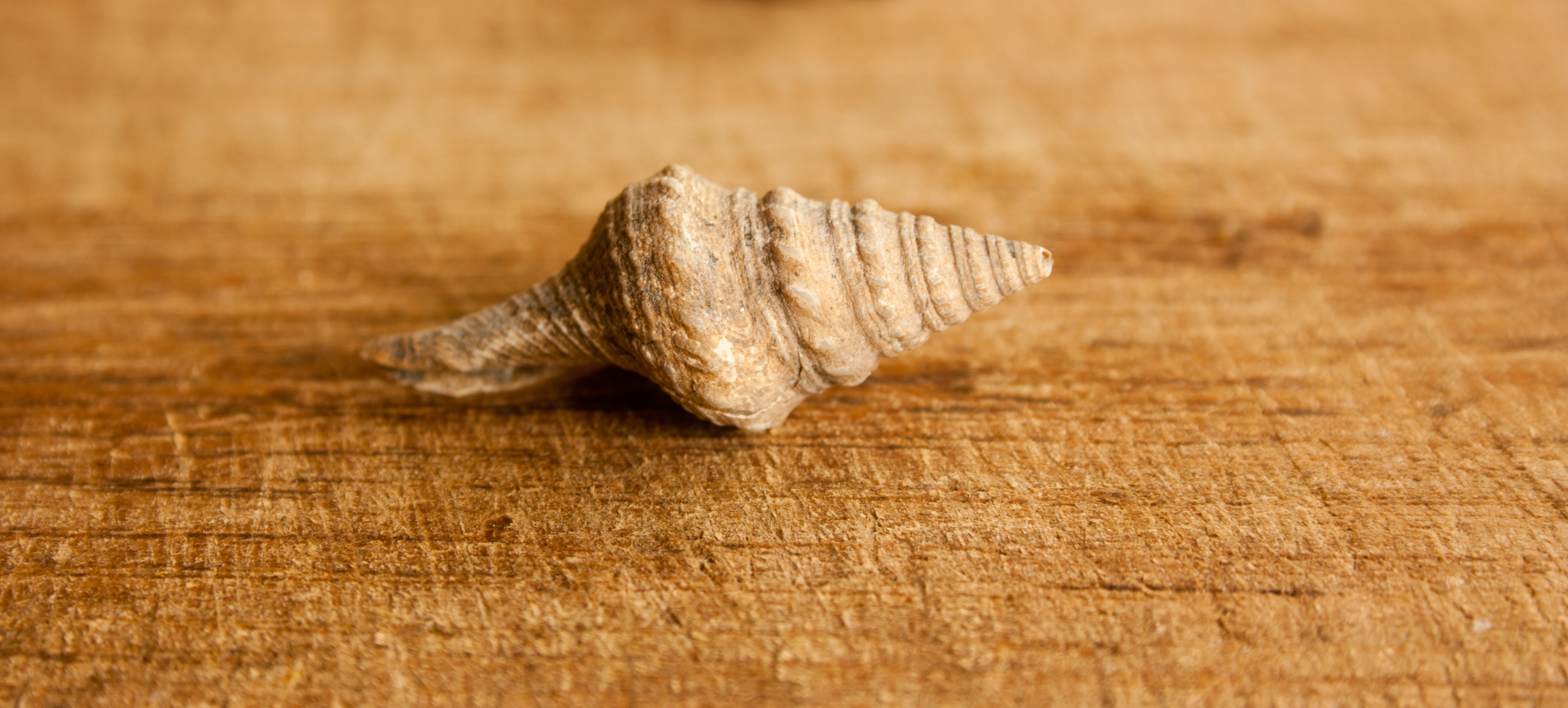 Small shell. Snail Shell House. Ракушка спираль декор на стену. A small Shell. Beautiful Sea Snails.
