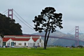 tree on a green meadow against the background of houses and a bridge in san francisco