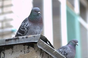 two gray pigeons on a city roof close-up