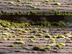 old moss covered roof