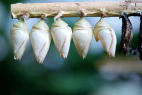 insect larvae