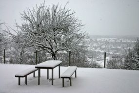 beautiful wintry trees