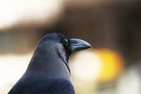 grey necked indian crow, head close up